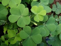 सेहत का खजाना है चांगेरी घास, कई गुणों से है भरपूर; जानें अनोखे फायदे