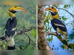 Hornbill: कास भागात महाधनेशचे दर्शन, पक्षीप्रेमी सुखावले Hornbill: कास भागात महाधनेशचे दर्शन, पक्षीप्रेमी सुखावले