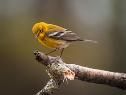 Birds Experience 'Road Rage' Akin To Humans Due To Traffic Noise, Study Shows