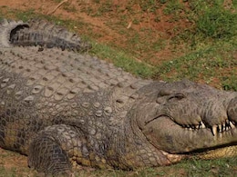 IIT बॉम्बे कैंपस की सड़क पर आराम फरमाता दिखा मगरमच्छ, इलाके में मचा हड़कंप IIT बॉम्बे कैंपस की सड़क पर आराम फरमाता दिखा मगरमच्छ, इलाके में मचा हड़कंप