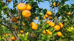 Nagpur News : विदर्भातील संत्रा उत्पादकांसाठी गोड बातमी, 'या' प्रकल्पामुळे येणार 'अच्छे दिन'