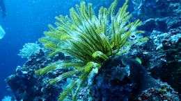 Thriving Antarctic Ecosystem Found After Iceberg Split Leaves Scientists Stunned