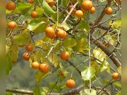 पुरूषों और डायबिटीज मरीजों के लिए रामबाण है ये औषधी, लेकिन गलत तरीके से किया सेवन तो होंगे नुकसान