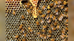 Nagaland University Researchers Identify Stingless Bee Species To Increase Crop Yield