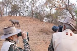 Watch: PM Modi's Lion Safari At Gujarat's Gir On World Wildlife Day Watch: PM Modi's Lion Safari At Gujarat's Gir On World Wildlife Day