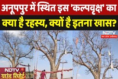 Kalpavriksha in Anuppur: इस 'कल्पवृक्ष' में ऐसा क्या खास जो दूर-दूर से दर्शन करने आते हैं लोग | MP Kalpavriksha in Anuppur: इस 'कल्पवृक्ष' में ऐसा क्या खास जो दूर-दूर से दर्शन करने आते हैं लोग | MP