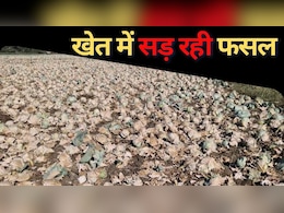लागत 40 हजार रुपये और कमाई 5 हजार रुपये भी नहीं... बैतूल के पत्ता गोभी किसानों को हो रही परेशानी लागत 40 हजार रुपये और कमाई 5 हजार रुपये भी नहीं... बैतूल के पत्ता गोभी किसानों को हो रही परेशानी
