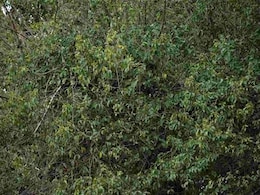 इस तस्वीर में छिपे तेंदुए को ढूंढने में छूटे लोगों के पसीने, जिसने भी दिया सही जवाब, उसकी नज़रें हैं बाज़ जैसी तेज़