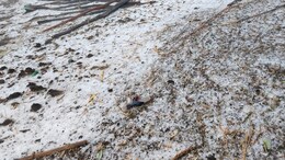 Hailstorm Alert: छत्तीसगढ़ में बारिश के साथ गिर सकते हैं ओले, IMD ने जारी किया अलर्ट, जानें अपने इलाके का हाल