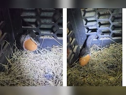 पिंजरे में मुंह घुसाकर सांप ने निगल लिया अंडा, आगे जो हुआ उसे देख कांप उठेगा कलेजा पिंजरे में मुंह घुसाकर सांप ने निगल लिया अंडा, आगे जो हुआ उसे देख कांप उठेगा कलेजा