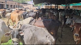 कोटा: गौवंशो की जान पर मंडरा रहा खतरा, गौशालाओं में क्षमता से दुगने मवेशी; प्रशासन कर रहा अनदेखी