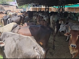 कोटा: गौवंशो की जान पर मंडरा रहा खतरा, गौशालाओं में क्षमता से दुगने मवेशी; प्रशासन कर रहा अनदेखी कोटा: गौवंशो की जान पर मंडरा रहा खतरा, गौशालाओं में क्षमता से दुगने मवेशी; प्रशासन कर रहा अनदेखी