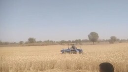 कोटपूतली-बहरोड़ में प्रशासन ने सैकड़ों बीघा चारागाह भूमि से हटाया अतिक्रमण, 11 बीघा जमीन से खड़ी गेहूं की फसल को किया साफ