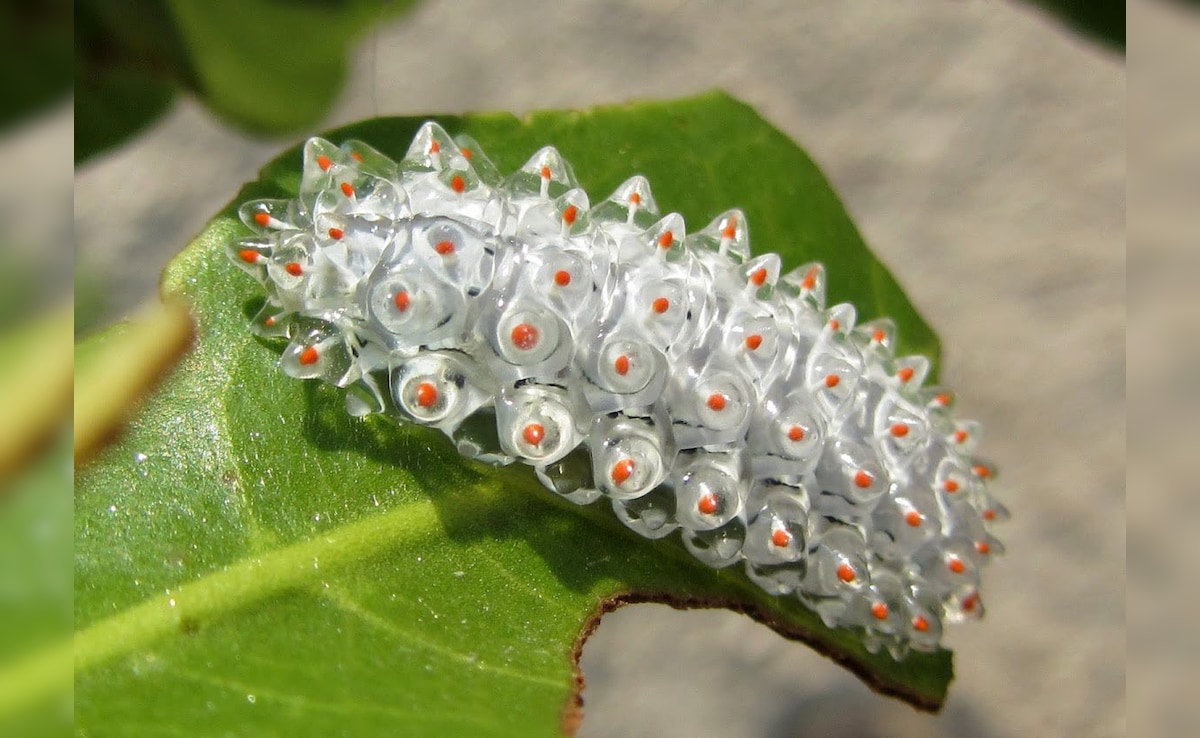 क्या वाकई कीड़े से बनी होती है कीड़ा जड़ी? सोने से भी ज्यादा है जिसकी कीमत