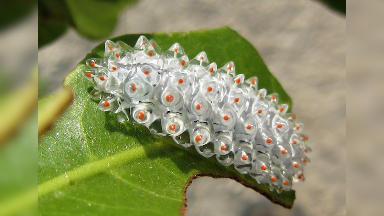 क्या वाकई कीड़े से बनी होती है कीड़ा जड़ी? सोने से भी ज्यादा है जिसकी कीमत