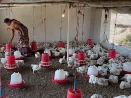 Bird Flu And Beyond: How To Check If Your Poultry Is Contaminated