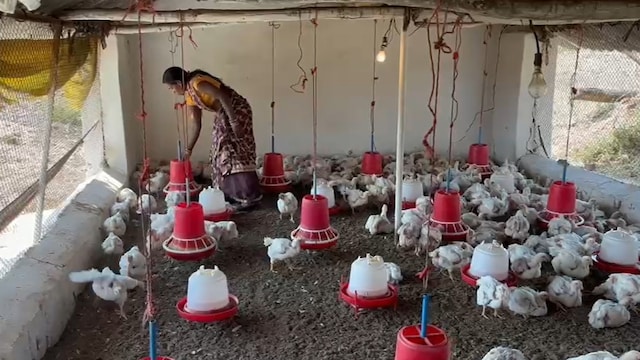 How to check if your poultry is contaminated.