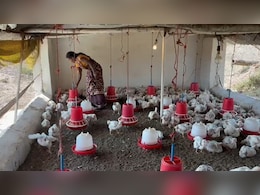 मुर्गी पालन से डिंडोरी के 23 गांवों के आदिवासी महिलाओं की बदली तकदीर, 15 करोड़ पहुंचा टर्न ओवर !