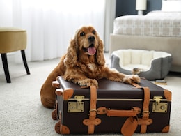Paw-some Getaways: 7 Best Pet-Friendly Stays In India For A 'Fur-tastic' Holiday Paw-some Getaways: 7 Best Pet-Friendly Stays In India For A 'Fur-tastic' Holiday