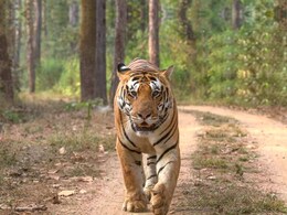 Tiger Movement: सावधान! इस इलाके में घूम रहा है बाघ, दो गो वंश को बना चुका है अपना निशाना  Tiger Movement: सावधान! इस इलाके में घूम रहा है बाघ, दो गो वंश को बना चुका है अपना निशाना