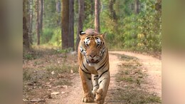 मुकुंदरा हिल्स टाइगर रिजर्व में फिर से छोड़े जाएंगे बाघ, अबतक कोर एरिया के गांवों का नहीं हुआ विस्थापन