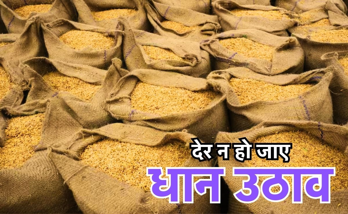 Dhan Kharidi: खुले आसमान के नीचे लावारिश पड़ा है लाखों क्विंटल धान, उड़ी धान उपार्जक केंद्रों की नींद