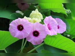चमत्कारी औषधियों से भरपूर है विधारा, पुरूषों के लिए इसका सेवन है बेहद फायदेमंद, जानें कैसे चमत्कारी औषधियों से भरपूर है विधारा, पुरूषों के लिए इसका सेवन है बेहद फायदेमंद, जानें कैसे