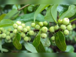 Guggul Benefits: आंख, कान और पेट समेत इन रोगों में रामबाण सा असर करता है ‘गुग्गुल’!