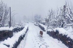 Snow, Heavy Rainfall Hits Himachal: 583 Roads Blocked, Schools Closed In 5 Districts Snow, Heavy Rainfall Hits Himachal: 583 Roads Blocked, Schools Closed In 5 Districts