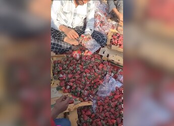Viral Video Shows Strawberries With Fungus Being Allegedly Repackaged For Sale Viral Video Shows Strawberries With Fungus Being Allegedly Repackaged For Sale