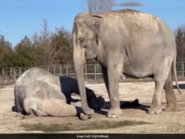 Viral Video Shows Elephant Mourning Her Partner Of 25 Years: "No Greater Pain Than..." Viral Video Shows Elephant Mourning Her Partner Of 25 Years: "No Greater Pain Than..."