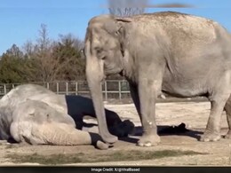 साथी की मौत पर आंसू बहाते हाथी का वीडियो हुआ वायरल, लोग हुए भावुक - Viral Video