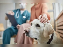 किडनी रोग से पीड़ित कुत्तों के लिए नई दवा का सफल परीक्षण