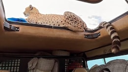 Watch: Travel Vlogger Has Thrilling Encounter With Cheetah, More About The Place