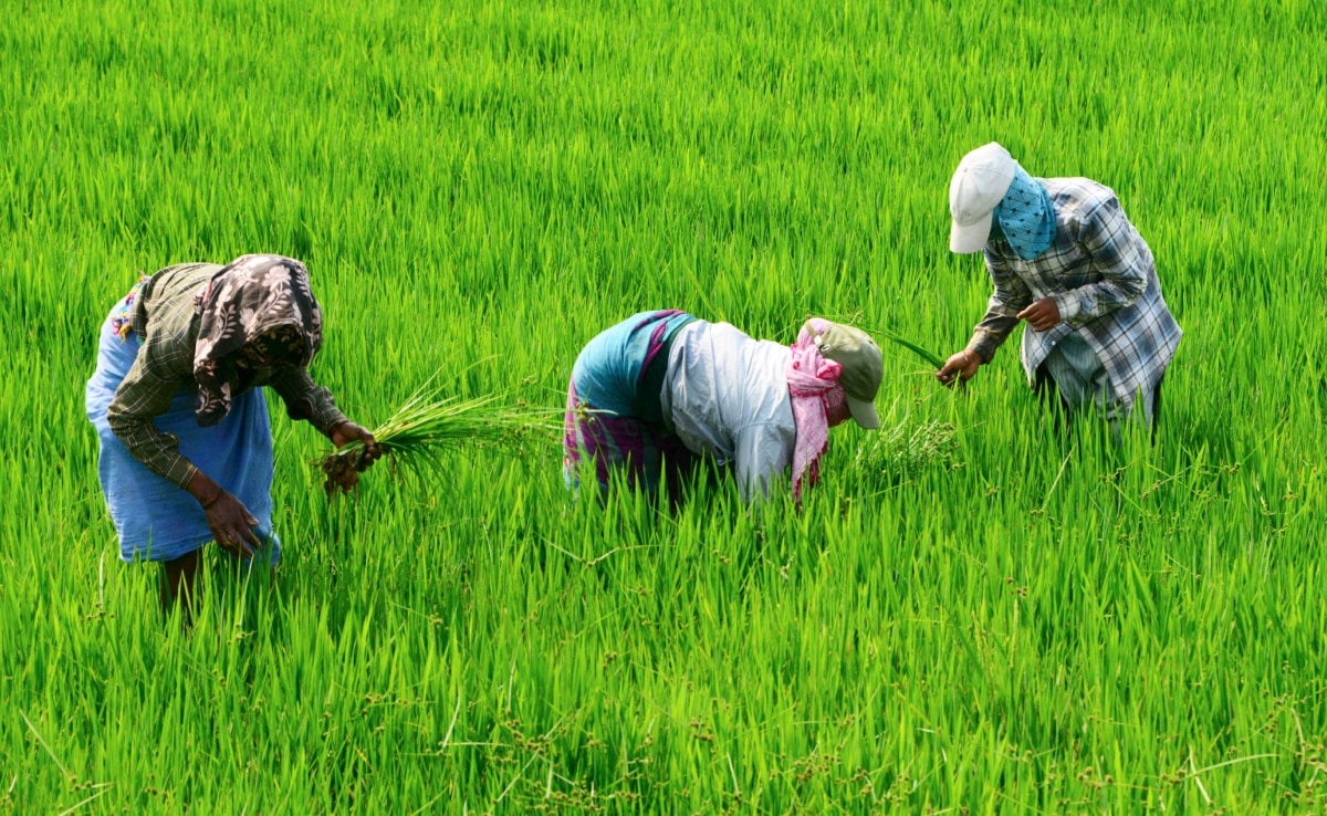 सरकार ने 25 लाख मीट्रिक टन गेहूं और 5 लाख मीट्रिक टन अतिरिक्त चीनी के निर्यात को दी मंजूरी