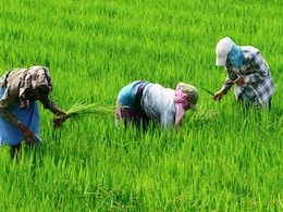 सरकार ने 25 लाख मीट्रिक टन गेहूं और 5 लाख मीट्रिक टन अतिरिक्त चीनी के निर्यात को दी मंजूरी