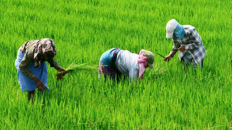 सरकार ने 25 लाख मीट्रिक टन गेहूं और 5 लाख मीट्रिक टन अतिरिक्त चीनी के निर्यात को दी मंजूरी