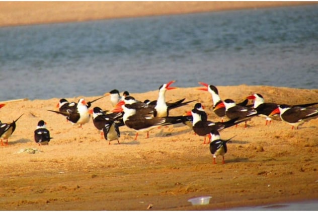 चंबल के रेतीले टीलों पर विचरण करता स्कीमर पक्षियों का झुंड.