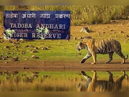 अब टाइगर सफारी की ऑनलाइन बुकिंग में भी घोटाला, ED ने 13.71 करोड़ रुपए की संपत्ति की सीज