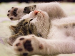 Watch: Woman Reunited With Pet Cat Two Months After Los Angeles Wildfires Watch: Woman Reunited With Pet Cat Two Months After Los Angeles Wildfires