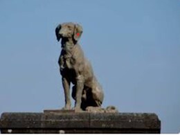 शिवाजी महाराज के पालतू कुत्ते की कहानी झूठी है? वंशज संभाजीराजे छत्रपति ने बताया सच 