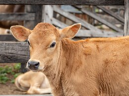 Jalgaon Crime : गोठ्यात वासरासोबत अनैसर्गिक कृत्य; अल्पवयीन मुलाच्या कृत्याने संताप, मुक्ताईनगर बंदची हाक