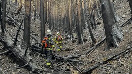 Rain Halts Spread Of Japan's Worst Wildfire In More Than 50 Years