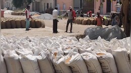 Rajasthan: गेहूं की खरीद के मापदंड में बदलाव, कई किसान बोले- गिरदावरी के अभाव में कम दामों पर बेचनी होगी फसल
