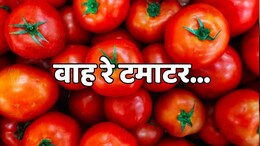 MP में टमाटर 2 रुपये किलो! किसानों को मंडियों में नहीं मिल रहे अच्छे भाव, किसान हुए परेशान
