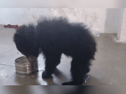 Video: कोटा के शंभूपुरा गांव पहुंचा भालू का बच्&zwj;चा, अपने साथ स्&zwj;कूल ले गए स्&zwj;टूडेट्स