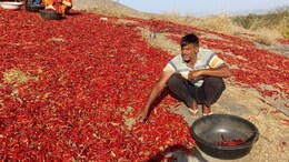 Rajasthan: लाल मिर्च की खेती से मालामाल हो रहे यहां के किसान, हर साल कमा रहे लाखों; गुजरात और महाराष्ट्र से आते हैं खरीदार