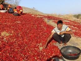 Rajasthan: लाल मिर्च की खेती से मालामाल हो रहे यहां के किसान, हर साल कमा रहे लाखों; गुजरात और महाराष्ट्र से आते हैं खरीदार