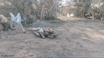 VIDEO: राजस्थान में हुआ तेंदुए का अंतिम संस्कार, नम आंखों से अधिकारियों ने दी विदाई