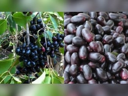 Benefits of Jamun: ‘जामुन’ खाने से और भी स्वस्थ हो जाता है शरीर, इसके सेवन से मिलते हैं अनगिनत फायदे Benefits of Jamun: ‘जामुन’ खाने से और भी स्वस्थ हो जाता है शरीर, इसके सेवन से मिलते हैं अनगिनत फायदे